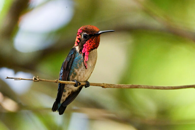 A Cuba, le plus petit oiseau du monde en son jardin