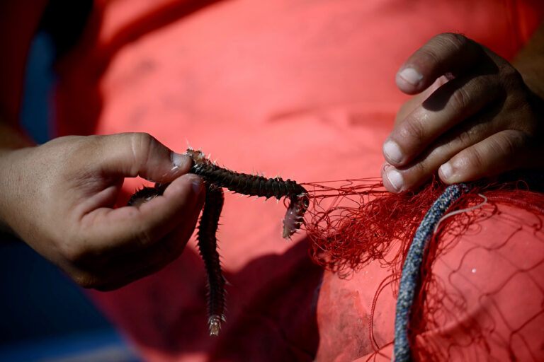 L&rsquo;inquiétant ver de feu s&rsquo;invite dans la Méditerranée qui se réchauffe