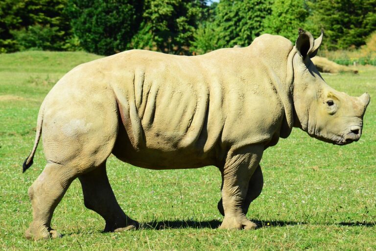 Naissance d&rsquo;un rhinocéros blanc au zoo de Montpellier