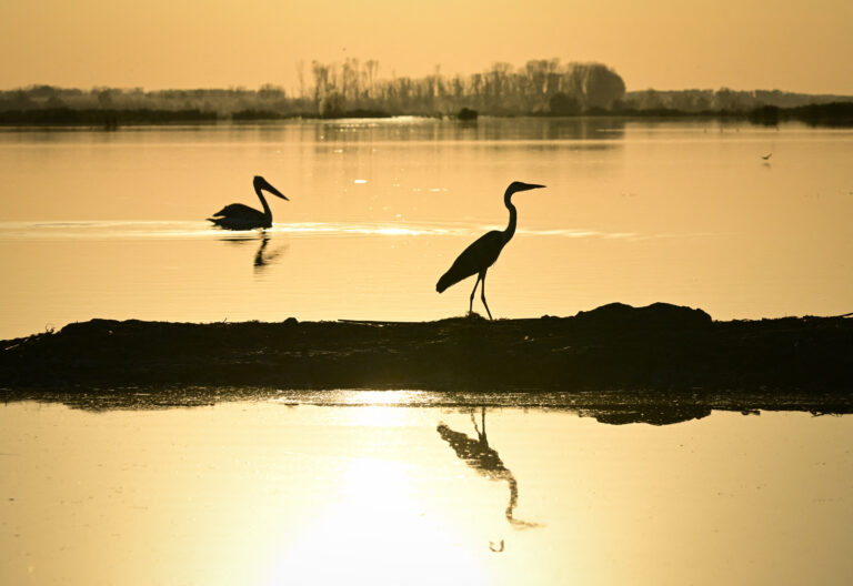 Roumanie: dans le delta du Danube, quand la nature reprend ses droits
