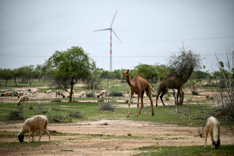 Inde: les éoliennes du désert de Thar bouleversent un mode de vie ancestral