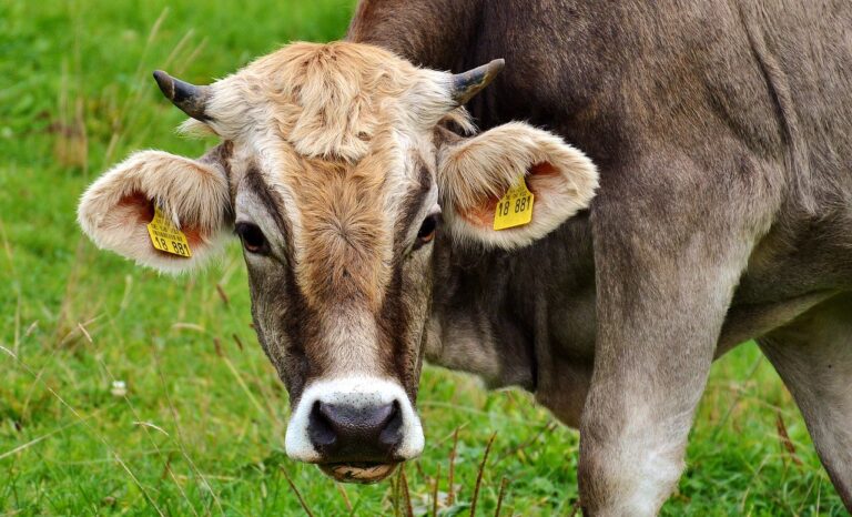 Climat: la France cherche à résoudre le « paradoxe de la vache qui broute »