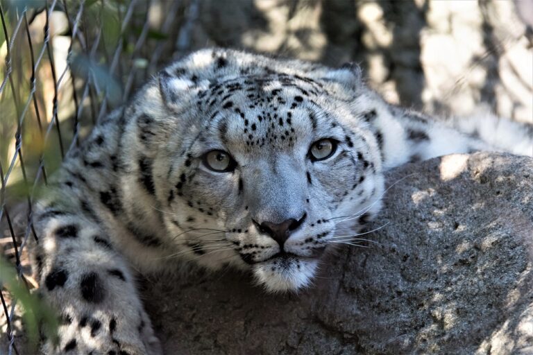 Kazakhstan: doublement du nombre de panthères des neiges, espèce menacée