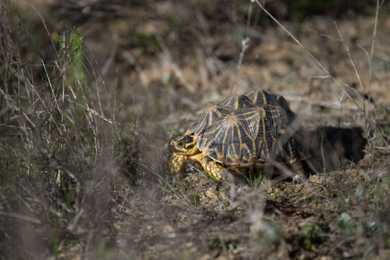 En Afrique du Sud, des chiens renifleurs à la rescousse de tortues bosselées