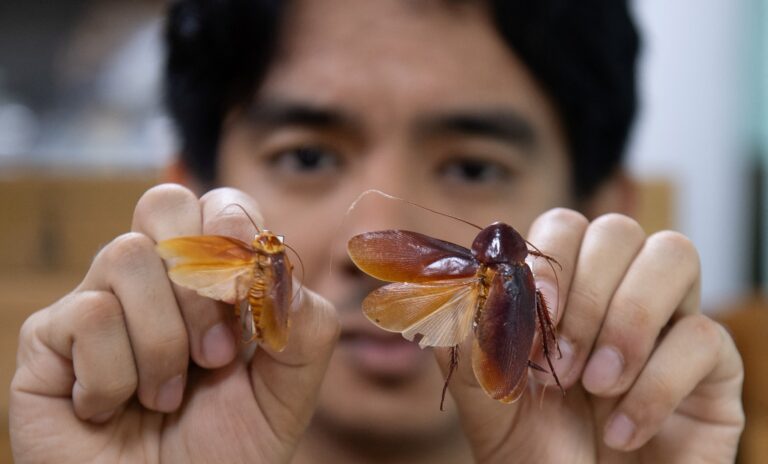 Aux Philippines, le « Seigneur des cafards » défend ces insectes mal-aimés