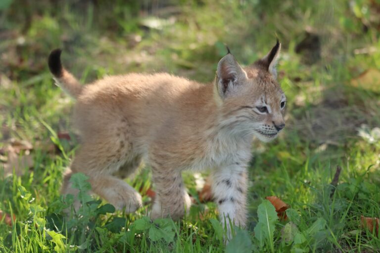 Au tribunal de Strasbourg, le sort funeste d&rsquo;un jeune lynx et d&rsquo;une poule
