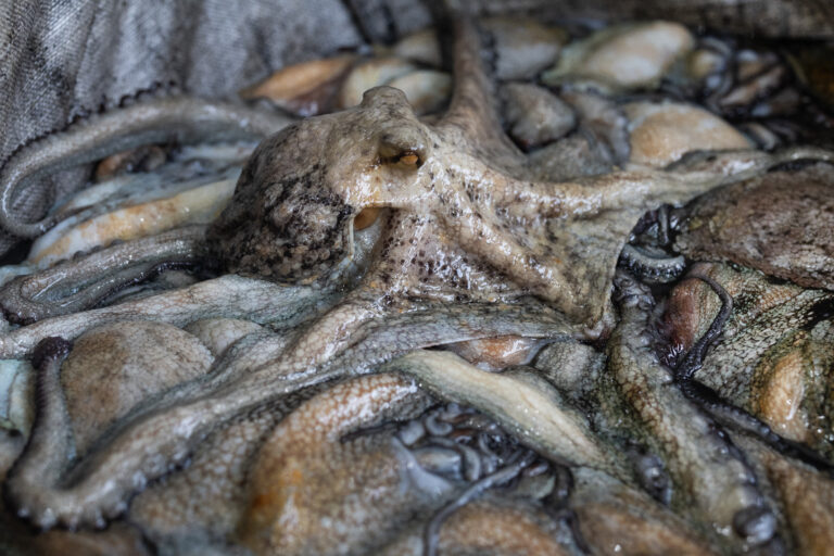 Le spectaculaire retour du poulpe, nouvelle manne des pêcheurs bretons