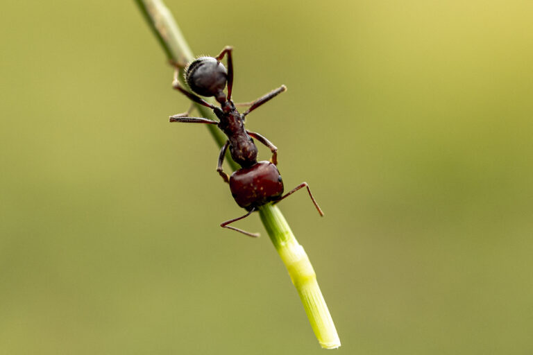 Au Kenya, les fourmis, cibles surprenantes de nouveaux braconniers