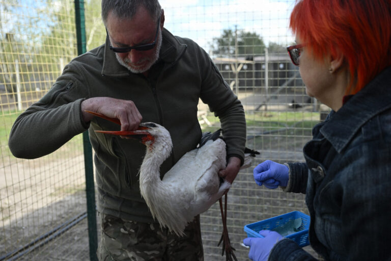 En Ukraine, les amoureux des oiseaux observent une hécatombe