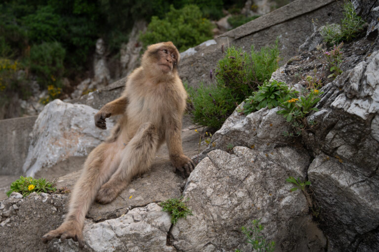Accros à la malbouffe des touristes, des singes de Gibraltar pratiquent l&rsquo;automédication