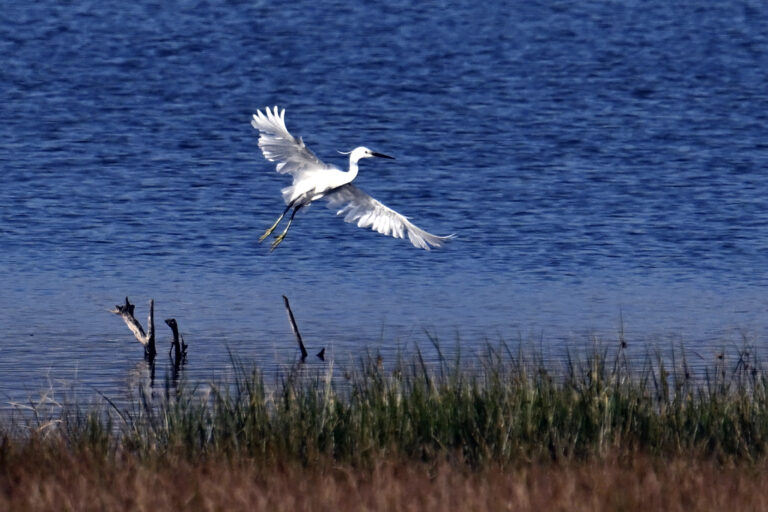 Le temps presse pour sauver les salines d&rsquo;Ulcinj, sanctuaire d&rsquo;oiseaux menacé de disparition