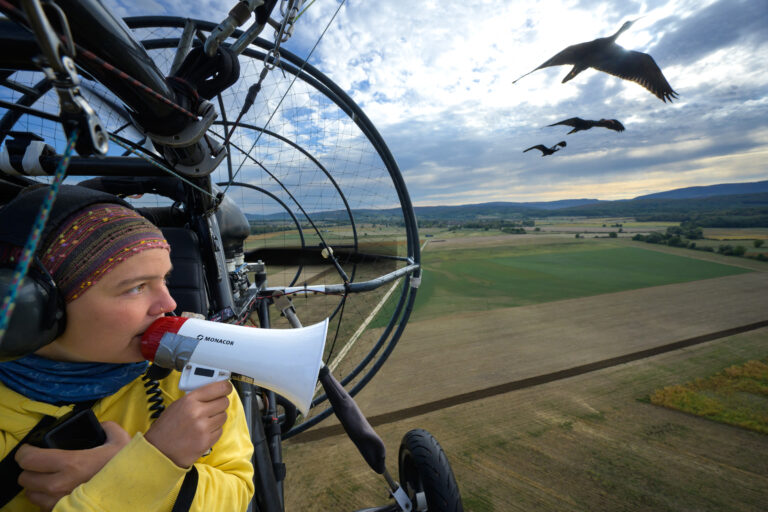 Quand des humains guident des oiseaux dans les airs pour leur apprendre la migration